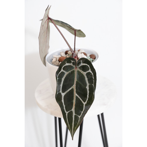 Anthurium Michelle
