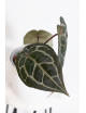 Anthurium Michelle