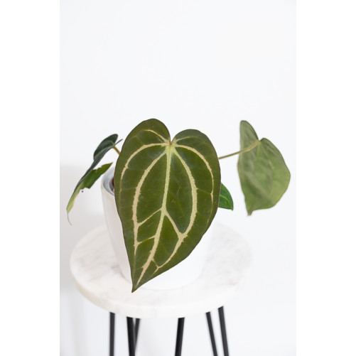 Anthurium carlablackiae