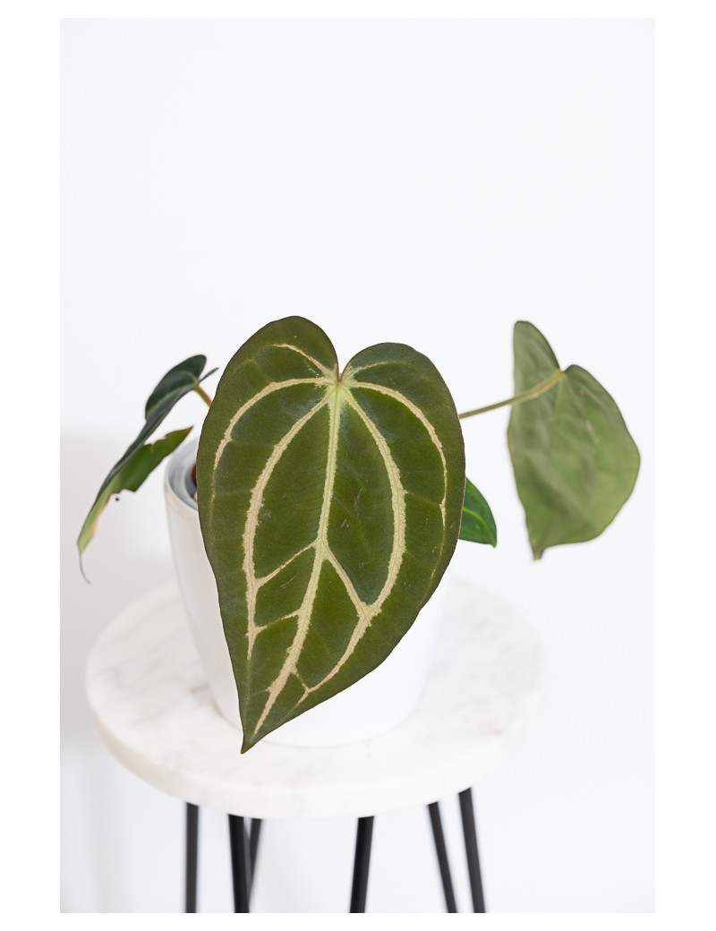 Anthurium carlablackiae