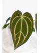 Anthurium carlablackiae