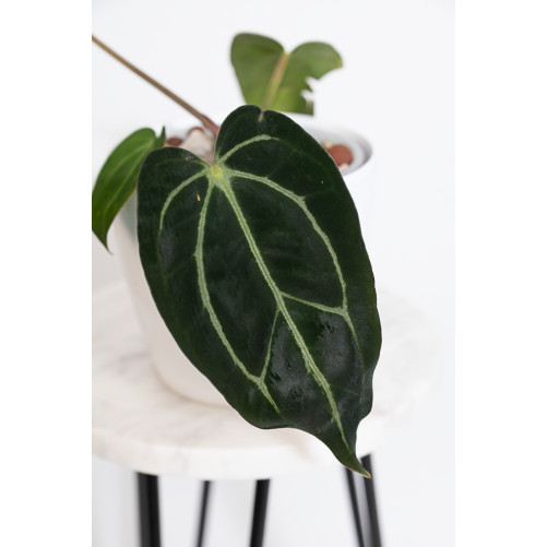 Anthurium carlablackiae