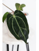 Anthurium carlablackiae