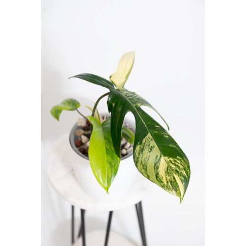 Philodendron florida beauty
