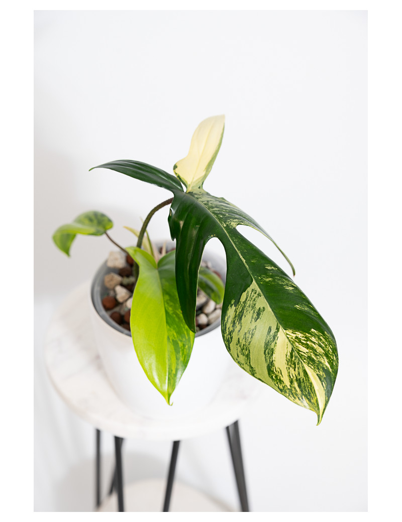 Philodendron florida beauty