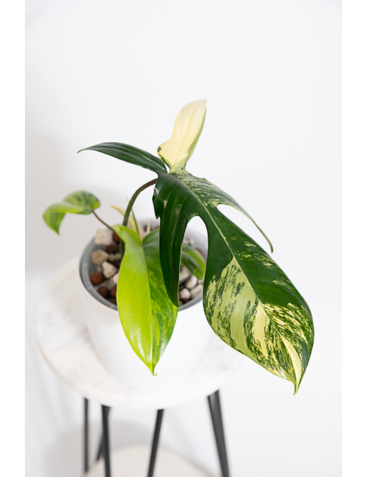 Philodendron florida beauty