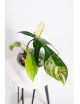 Philodendron florida beauty