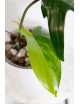 Philodendron florida beauty