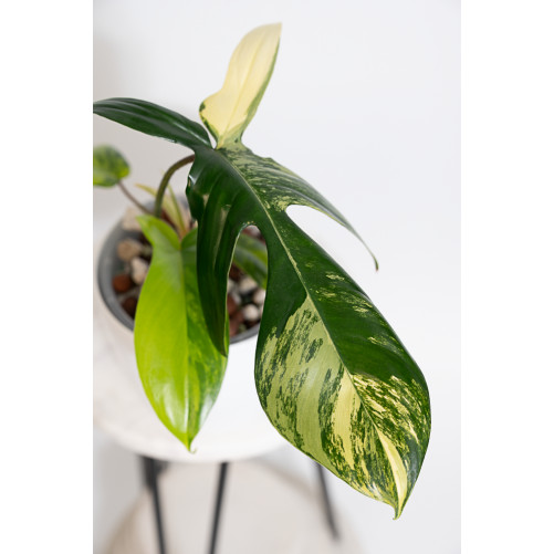 Philodendron florida beauty