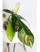 Philodendron florida beauty