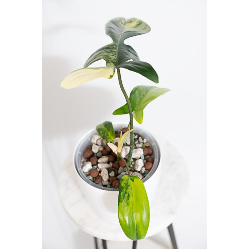 Philodendron florida beauty