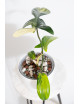 Philodendron florida beauty