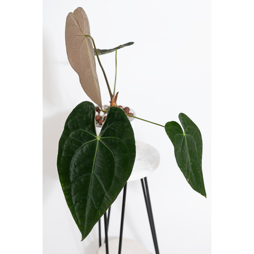 Anthurium papillilaminum
