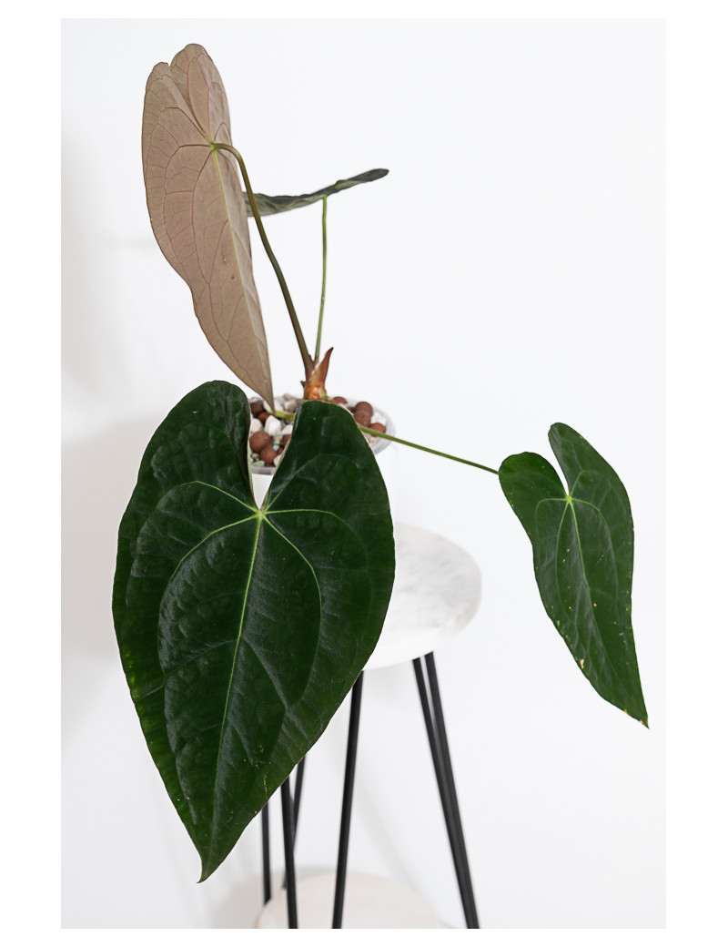 Anthurium papillilaminum