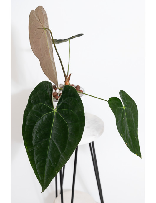 Anthurium papillilaminum