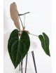 Anthurium papillilaminum