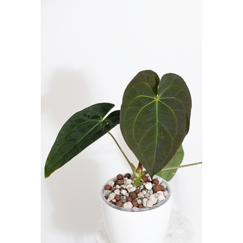 Anthurium papillilaminum
