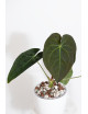 Anthurium papillilaminum