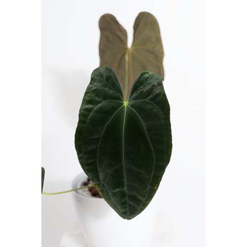 Anthurium papillilaminum