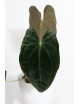 Anthurium papillilaminum