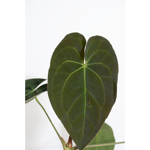 Anthurium papillilaminum