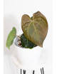 Anthurium crystallinum x luxurians (raven soul)