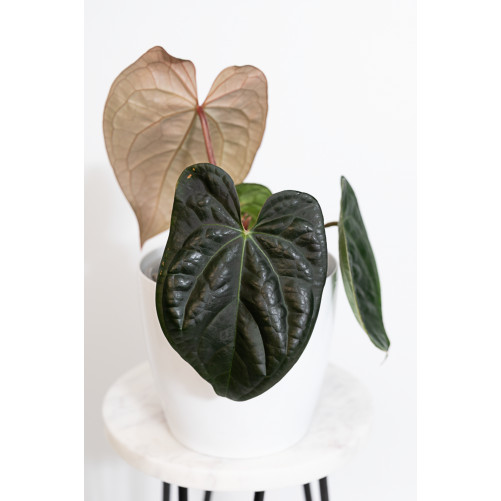 Anthurium crystallinum x...