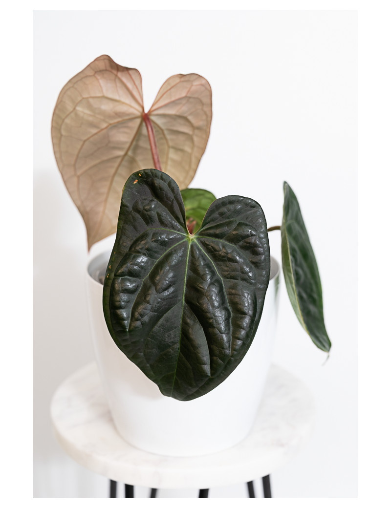 Anthurium crystallinum x luxurians (raven soul)