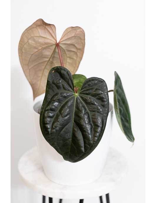 Anthurium crystallinum x luxurians (raven soul)