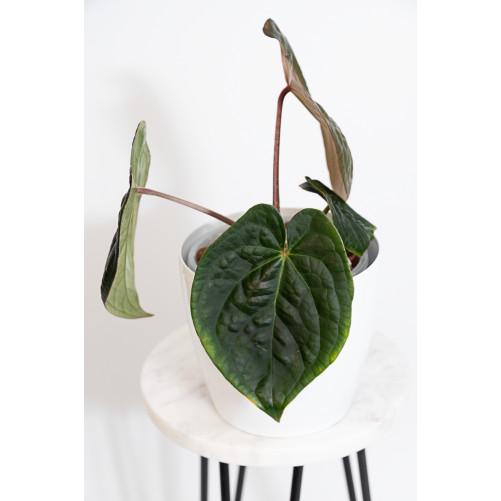 Anthurium crystallinum x luxurians (raven soul)