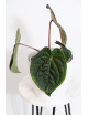 Anthurium crystallinum x luxurians (raven soul)