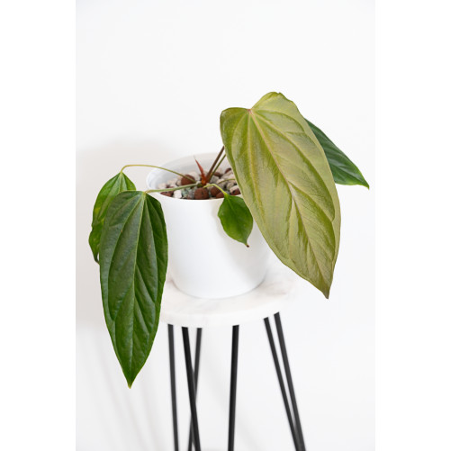 Anthurium crystallinum x...