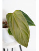 Anthurium crystallinum x insigne 'Paquishae rojo' Lost in Paquisha