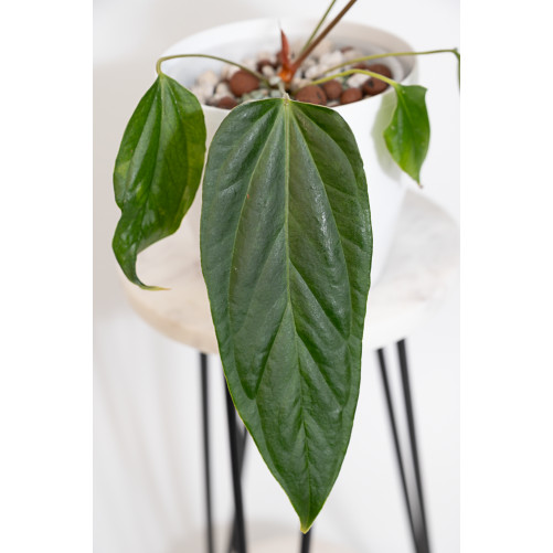Anthurium crystallinum x insigne 'Paquishae rojo' Lost in Paquisha