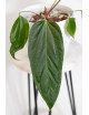 Anthurium crystallinum x insigne 'Paquishae rojo' Lost in Paquisha