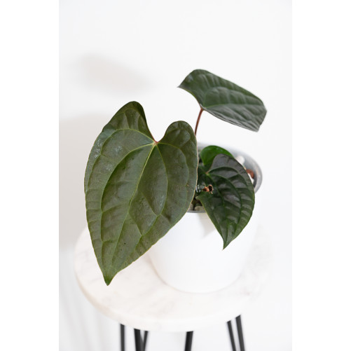 Anthurium besseae aff x...