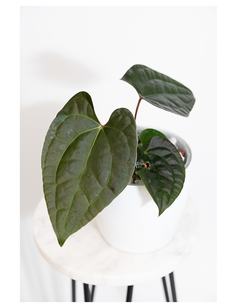 Anthurium besseae aff x luxurians (Amazon Diamond)