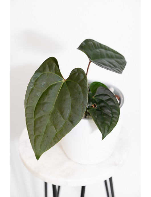 Anthurium besseae aff x luxurians (Amazon Diamond)