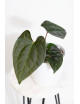 Anthurium besseae aff x luxurians (Amazon Diamond)