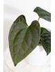 Anthurium besseae aff x luxurians (Amazon Diamond)