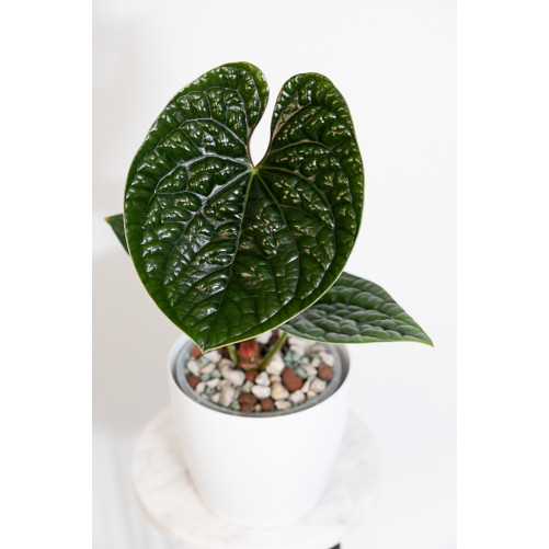 Anthurium luxurians