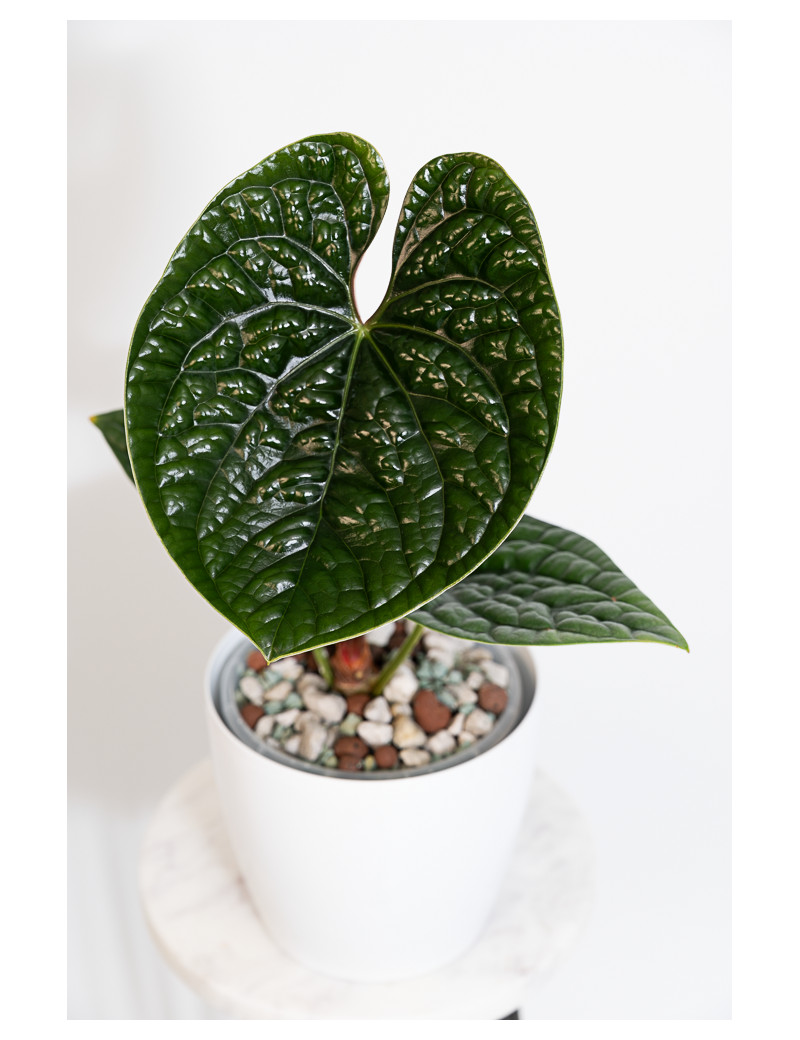 Anthurium luxurians