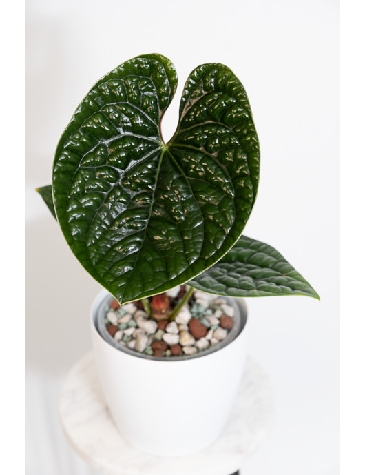 Anthurium luxurians