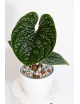 Anthurium luxurians