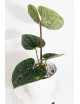 Anthurium luxurians