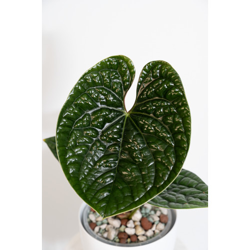 Anthurium luxurians