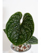 Anthurium luxurians