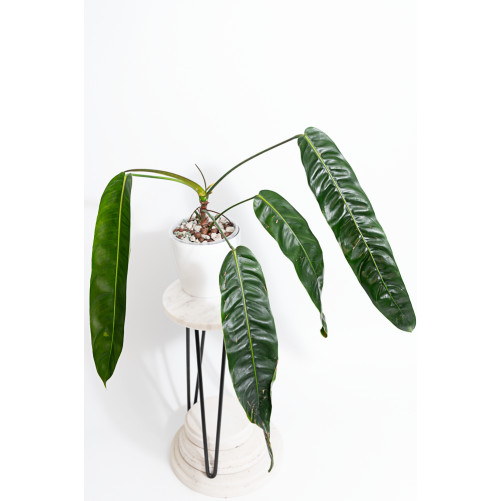 Philodendron patriciae