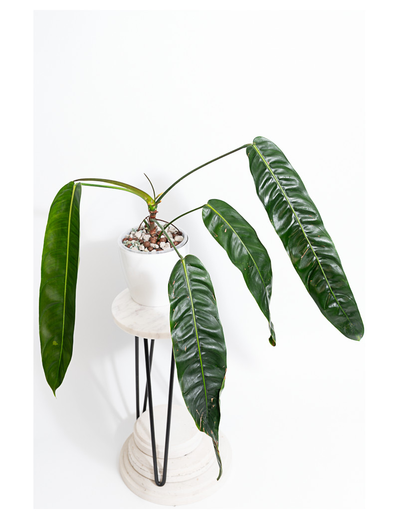Philodendron patriciae