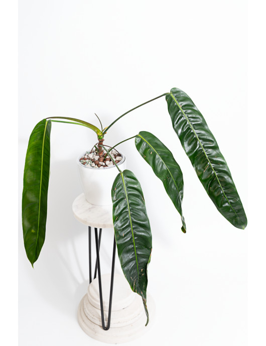 Philodendron patriciae